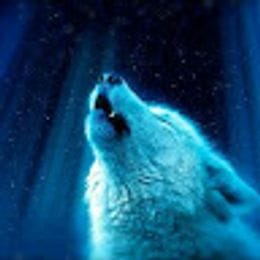WolF_308