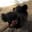 Camry35