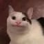 BelugaCat